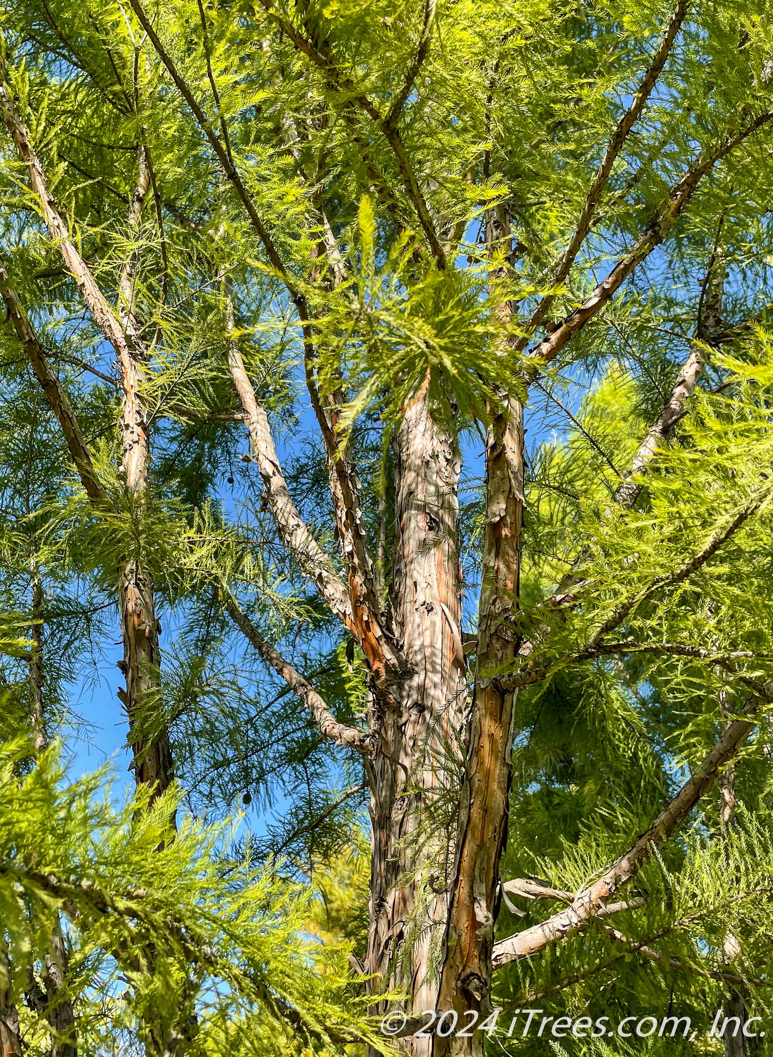 Guardian Of The Swamp: The Majestic Bald Cypress Shawnee Brave