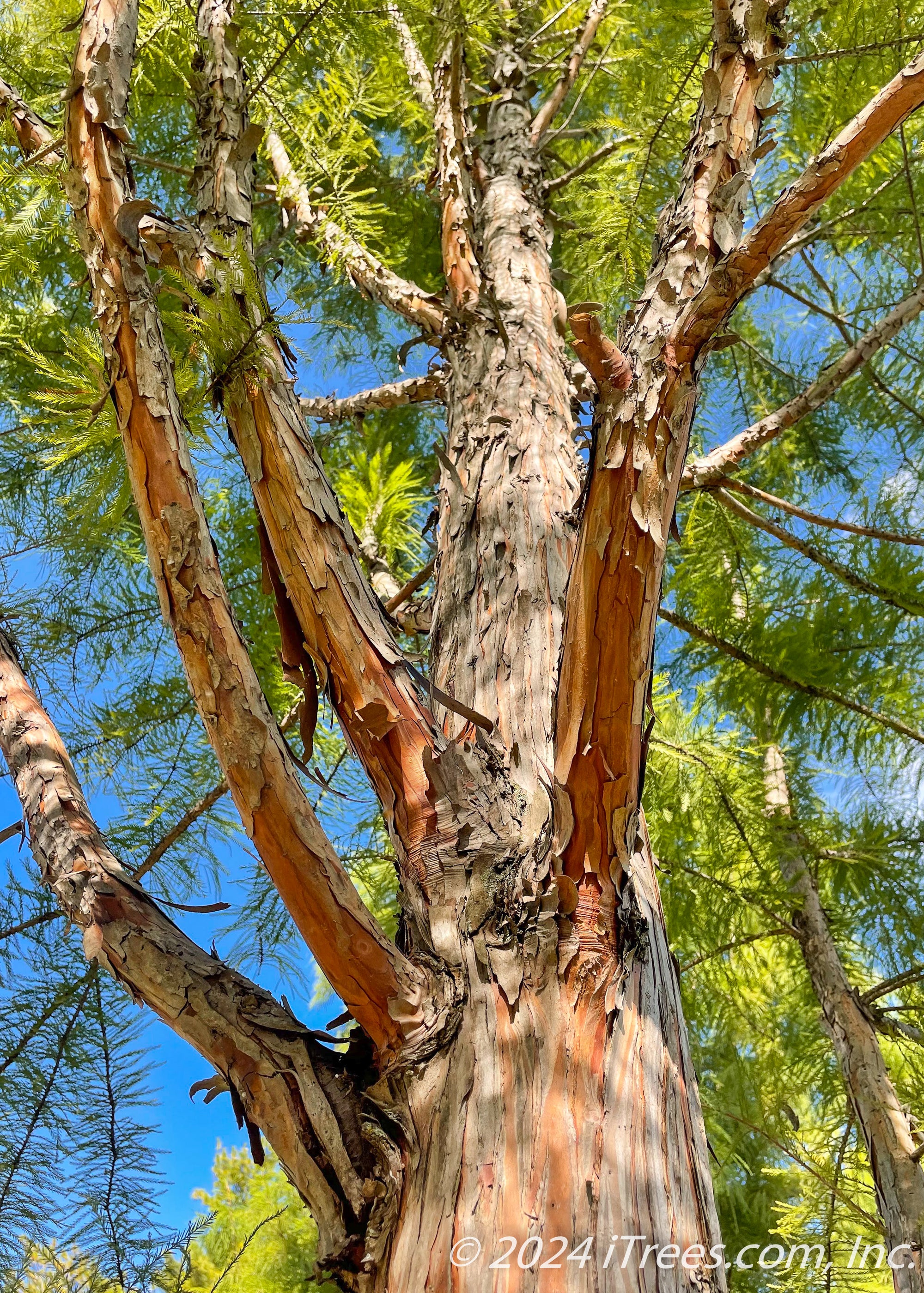 Sentinel Of The Wetlands: The Shawnee Brave Bald Cypress