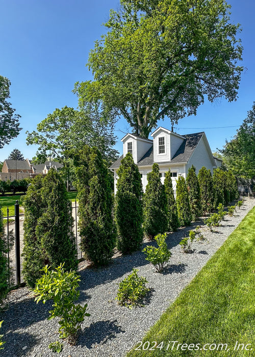 Emerald Green Arborvitae planted in a row along a fenceline in a sideyard.