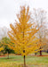Emerald Sunshine Elm in the fall with a canopy of yellow leaves.