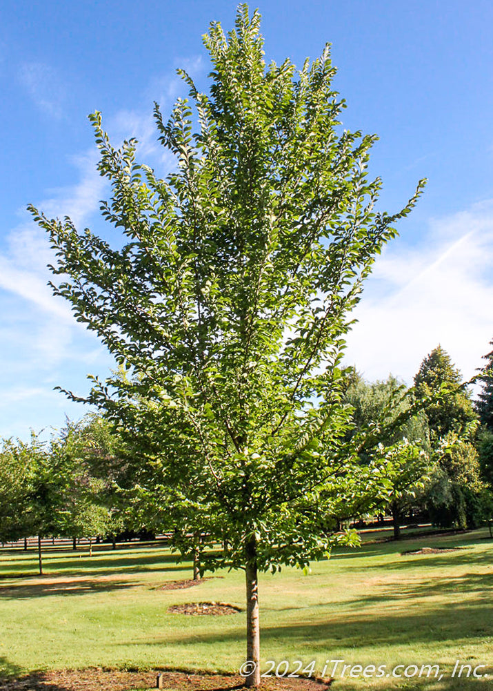 Emerald Sunshine Elm