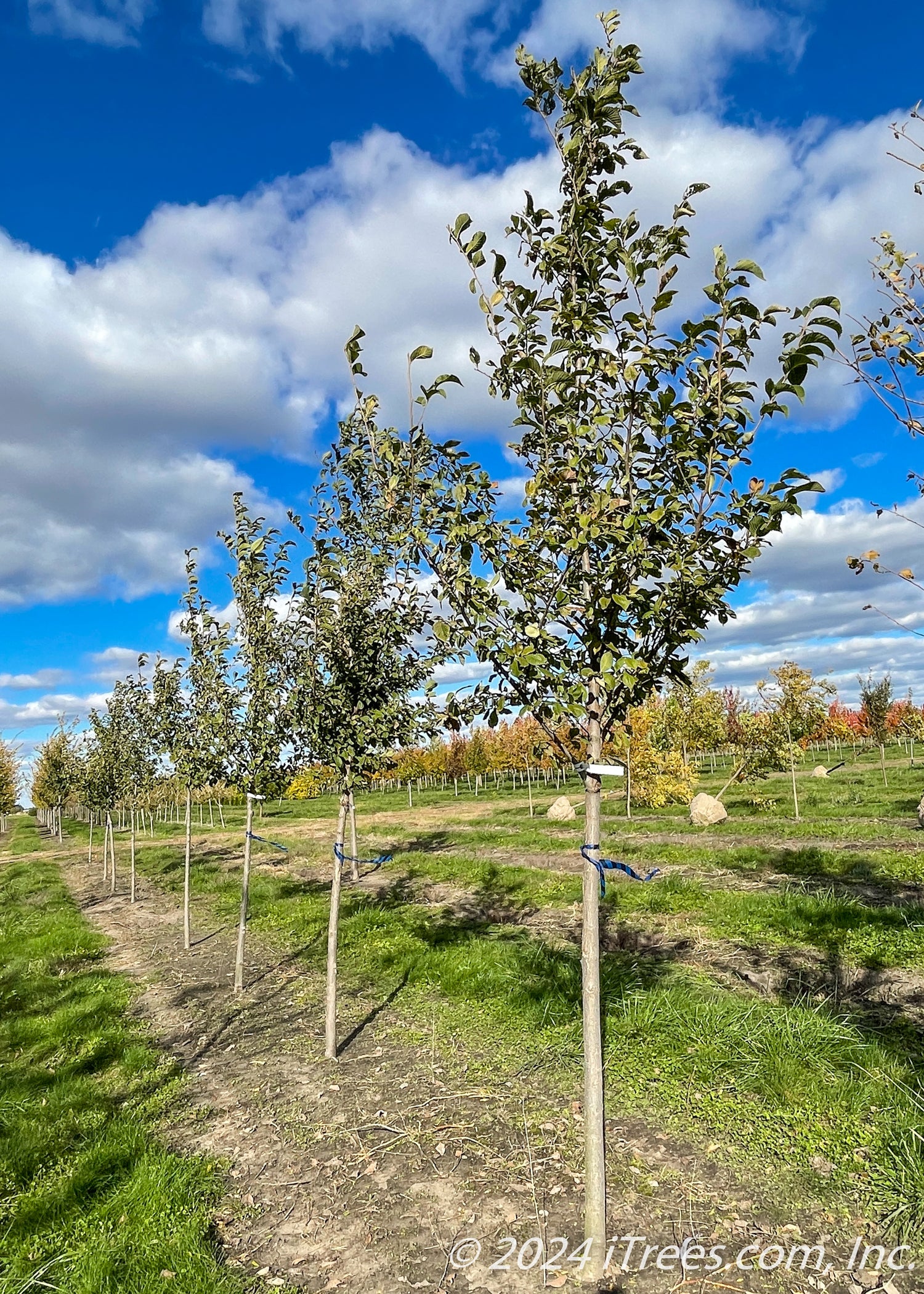 Emerald Sunshine Elm