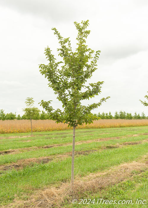 Emerald Sunshine Elm in the nursery with green leaves.