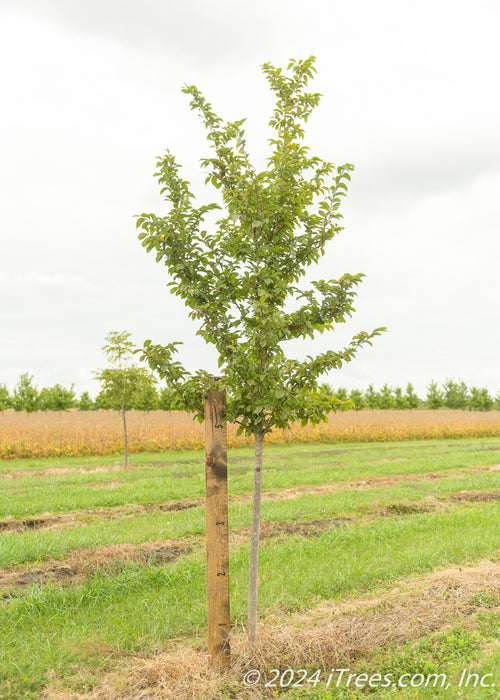 Emerald Sunshine Elm in the nursery with a large ruler growing next to it to show its canopy height measured at about 5 ft.