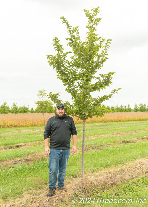 Emerald Sunshine Elm in the nursery with a person standing nearby for a height comparison with their shoulder at the lowest branch.