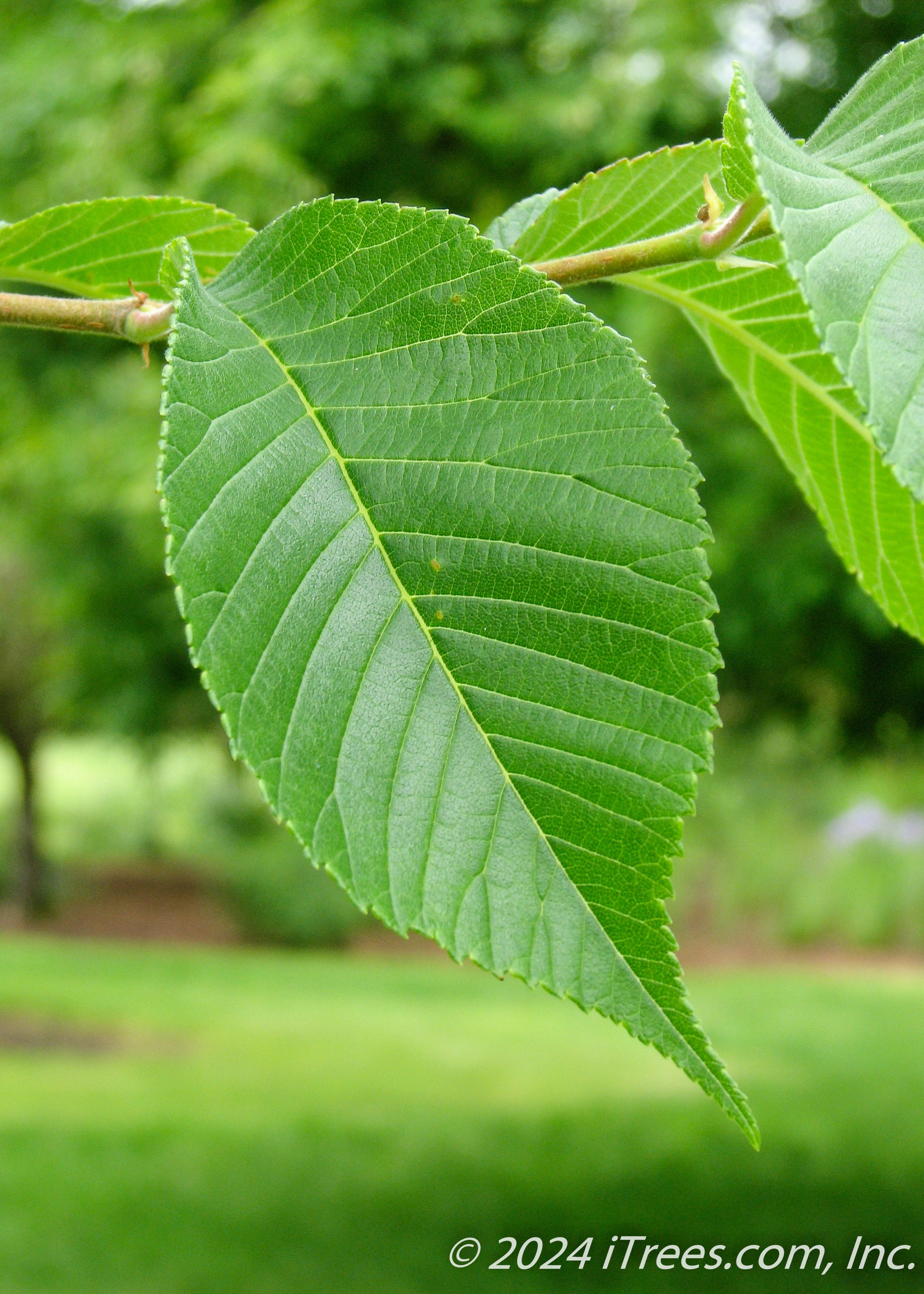 Emerald Sunshine Elm