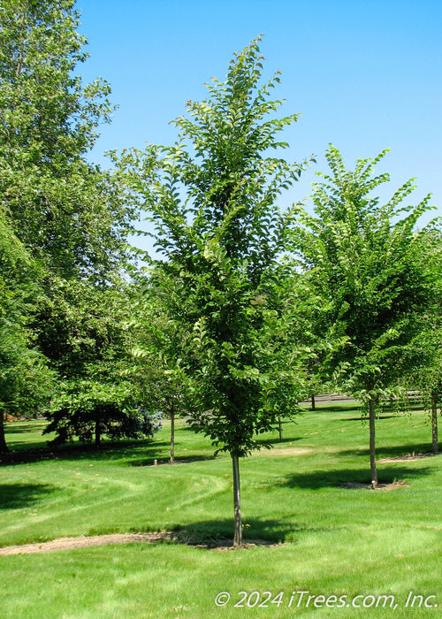 A grouping of Emerald Sunshine Elm planted in an open area of a yard.