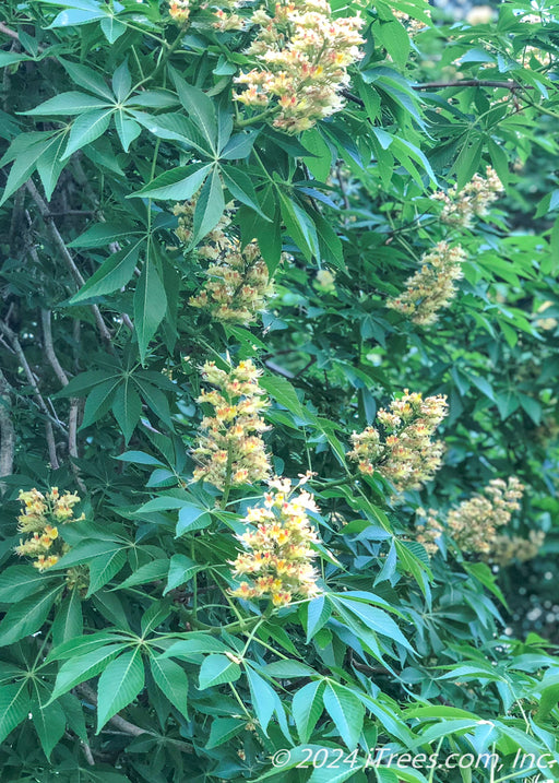 Closeup of a canopy of green leaves and large panicles of yellow flowers with orange centers.